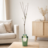 Malus domestica elstar - Apple - Ø19cm - ↕60cm en situation