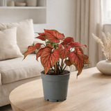 Caladium Rood - Ø12cm - ↕25 cm en situation