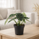 ALOCASIA DRAGON SCALE - Ø14CM - ↕25CM en situation