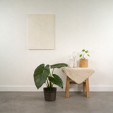 ALOCASIA WENII - Ø19CM - ↕65CM + MAN IGMAR en situation