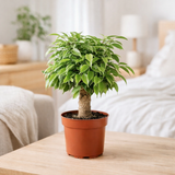 Ficus Benjamina Kinky - Ø12cm - ↕28cm en situation