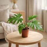 Philodendron Mayoi - Ø15cm - ↕35cm en situation