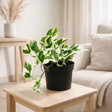 SCINDAPSUS (Epipremnum) N'joy - Ø12cm - ↕15cm en situation
