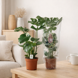 Delicious Monstera - Ø17cm - ↕55cm en situation