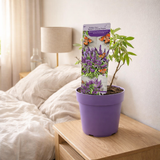 Buddleja Dav. 'Butterfly Candy Little Purple' - Ø19cm - ↕25cm en situation