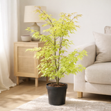 Acer Palm. 'Anne Irene' - Ø19cm - ↕40cm en situation