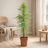 ACER Emerald Lace - Ø30cm - ↕140cm en situation