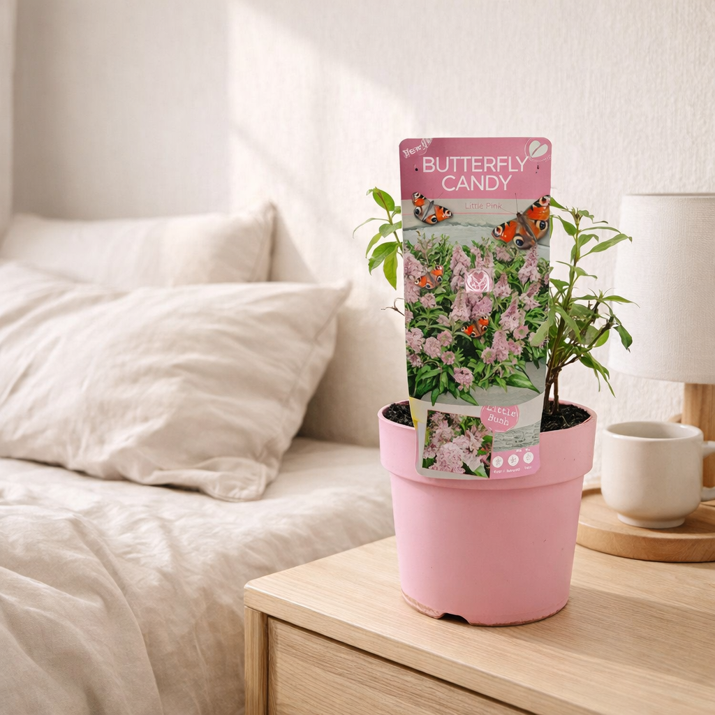 Buddleja Dav. 'Butterfly Candy Little Pink' - Ø19cm - ↕25cm en situation
