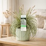 Carex Feather Falls - Ø23cm - ↕60cm - Ø23 - ↨60cm en situation