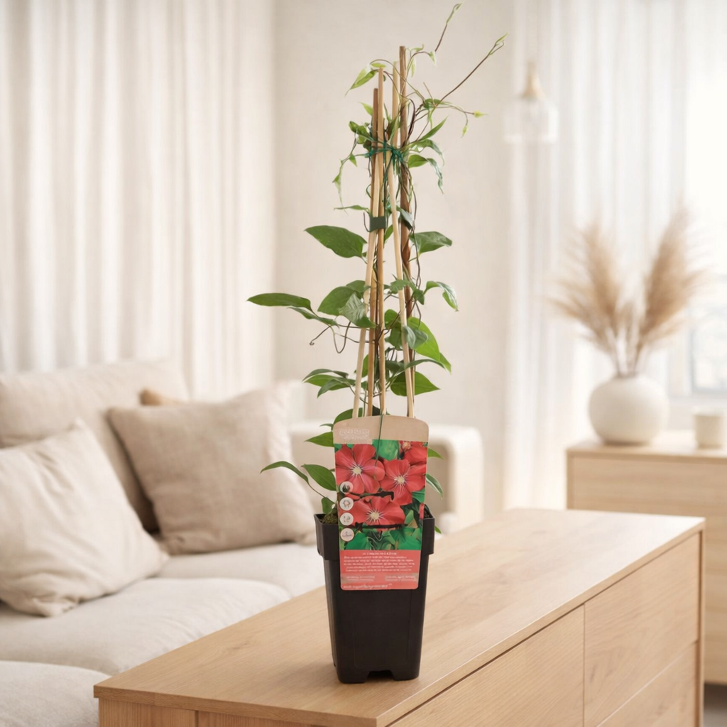 Clematis Hagley Hybrid - Clematis Rood - Ø15cm - ↕65cm en situation