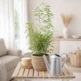 Fargesia Rufa - Bambou non proliférant - Ø29cm - ↕80cm - Ø19 - ↨60cm en situation