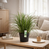 Carex Morrowii Irish Green - Ø19cm - ↕40cm - Ø19 - ↨40cm en situation