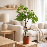 Ficus carici - Ø17cm - ↕80cm en situation