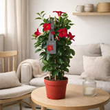 Promo - Mandevilla Sundaville Early Scarlet à Toren (Dipladenia) - Ø17cm - ↕55cm en situation