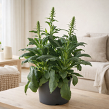 Digitalis 'Panther' - Ø27cm - ↕60cm en situation