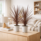 Cordyline. Red Star - 1 Stuk - Ø17cm - ↕80cm en situation