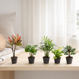 Baby Plants Surprise Box - Ø6cm - ↕12cm - x6 en situation