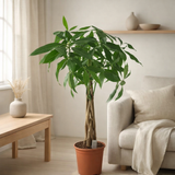 Pachira Aquatica 21 cm - Ø21cm - ↕100cm en situation
