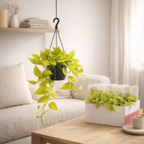 Epipremnum Pinnatum doré suspendu Ø15 cm en situation