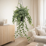 Hedera Helix blanche Ø19 cm en situation