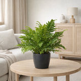 Blechnum Lady anthracite Ø17 cm H50 cm avec pot en situation