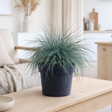 Festuca Glauca Azura Blue - Ø19cm - ↕40cm - Ø19 - ↨40cm en situation