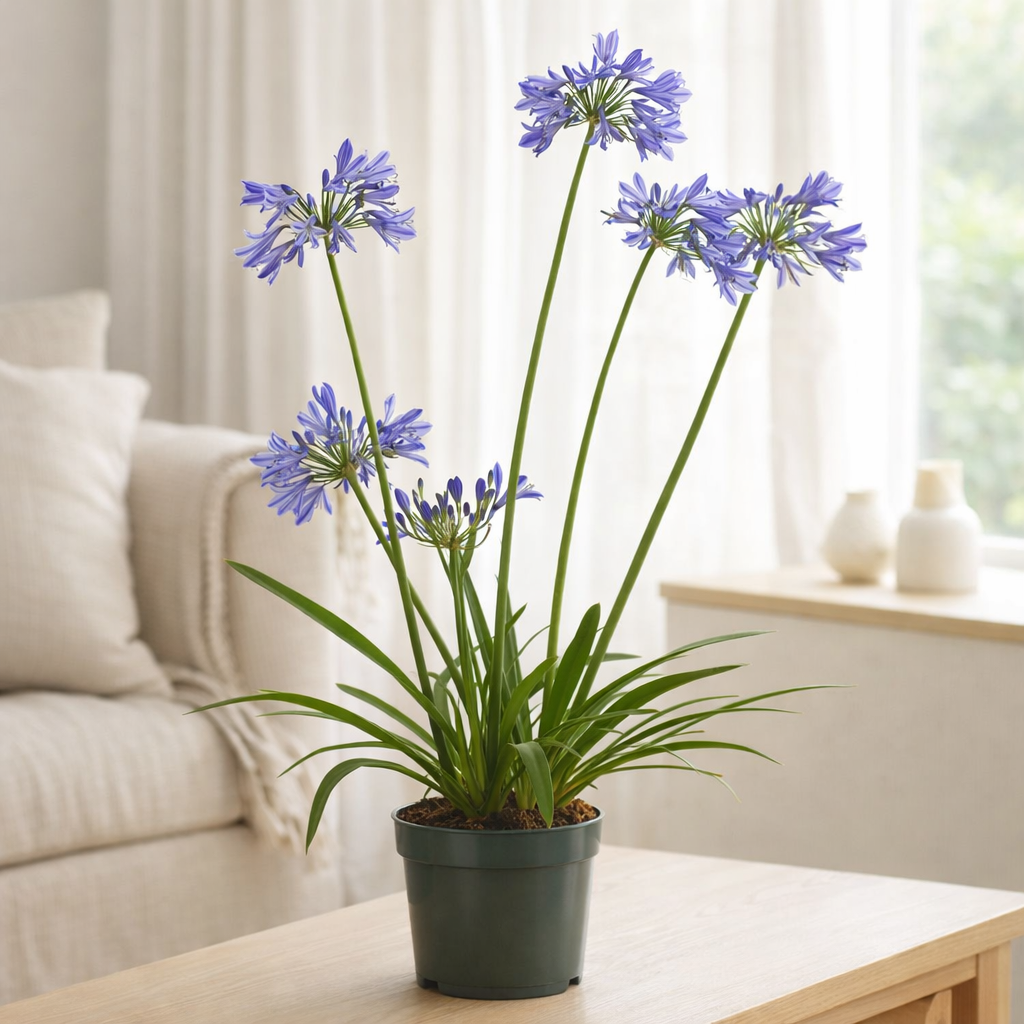 Agapanthus 'Charlotte' - Ø14cm - ↕20cm en situation