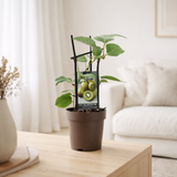 Actinidia Jenny - Ø15cm - ↕40cm en situation