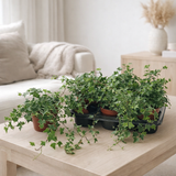 Hedera Helix 'Esther' - Ø13cm - ↕cm en situation