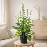 Digitalis Lucas Pink - Ø19cm - ↕60cm en situation