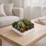 Mélange succulent - 20 pièces - Ø5,5 cm - ↕10cm en situation