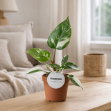 Philodendron White Princess - Ø12cm - ↕30cm en situation