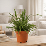 Nephrolepis Duffi 12cm (sans couverture) - Ø12cm - ↕10cm en situation