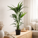 Howea Forstesiana (Kentia) 5 Pit 100-120cm - Ø21cm - ↕100cm en situation