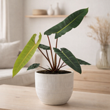 Philodendron Billietiae - Ø12cm - ↕25cm + beau pot d14x13cm - Wit en situation