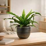 Begonia Old - Ø12cm - ↕25cm + beau pot d14x13cm - zwart en situation