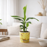 Musa Tropicana 12cm - Beker Banaan - Ø12cm - ↕38cm en situation