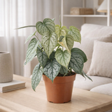 Philodendron Brandtianum - Ø12cm - ↕35cm en situation