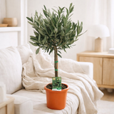 Olea Europaea OP Stam - Ø15cm - ↕60cm en situation