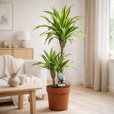 Dracaena Lemon Lime 45-15 - Ø21cm - ↕90cm en situation