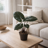 ALOCASIA Chocolate vert - Ø12cm - ↕27cm en situation