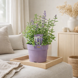 Nepeta Purrsian Blue - 1 pièce - Ø15cm - ↕15cm en situation