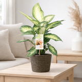 Dieffenbachia Camilla - Ø17cm - ↕45cm + selin pot d18x16cm - noir en situation