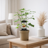 Ficus Precosos de Dalmatie - Ø15cm - ↕40cm en situation
