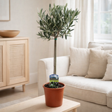 Olea Europaea - Ø14cm - ↕60cm en situation
