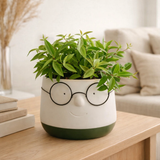 Peperomia Ang. Viva rocca - Ø11cm - ↕15cm + pot bril d12x9cm - vert en situation