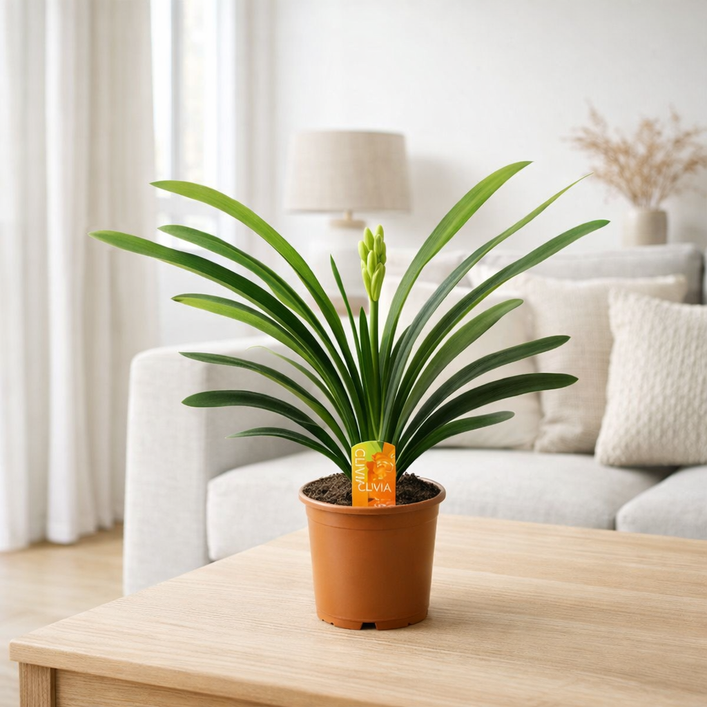 Clivia Miniata Met Label - Ø13cm - ↕40cm en situation