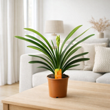 Clivia Miniata Met Label - Ø13cm - ↕40cm en situation