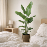 Strelitzia nicolai - Ø21cm - ↕100cm + selin pot d22x19cm - noir en situation