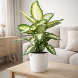 Dieffenbachia Camilla - Ø17cm - ↕45cm + pot Bruxelles D18x17cm - Wit en situation